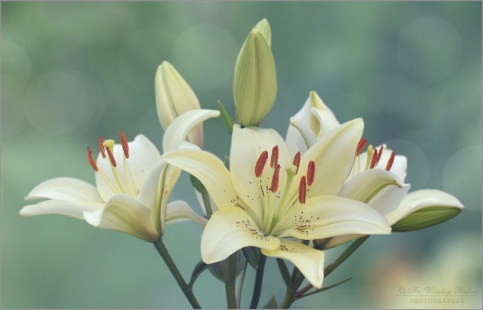 Лилия цветок Богородицы