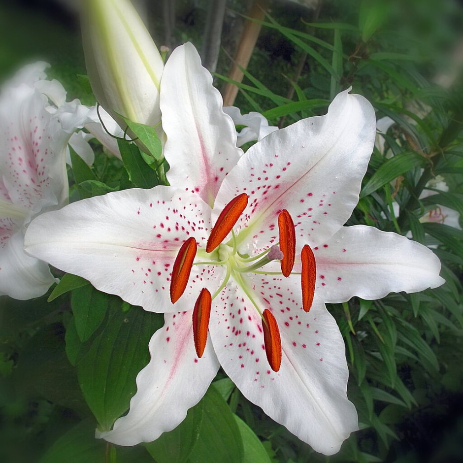 Лилия цветок Богородицы