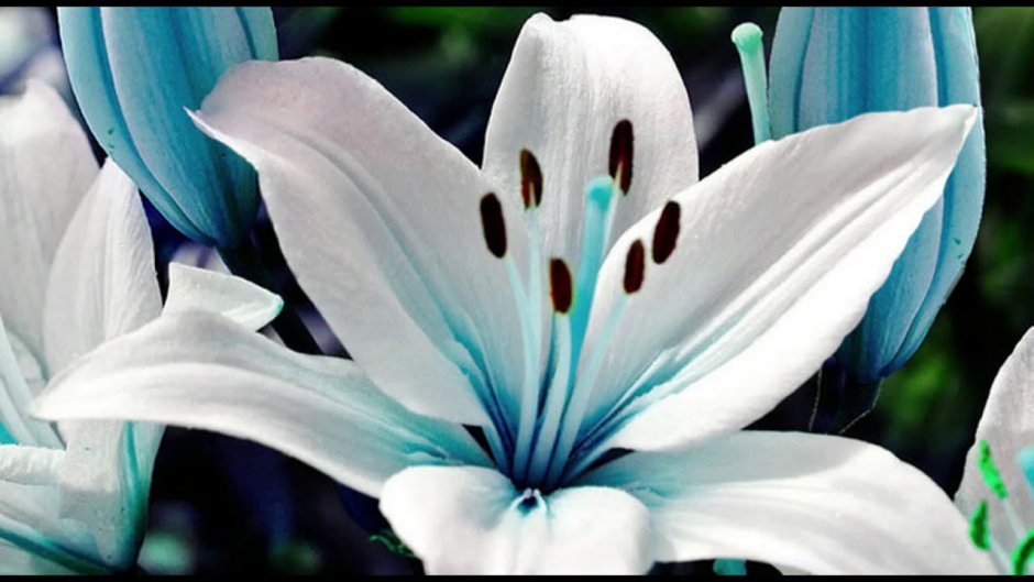Глазурная Лилия цветок