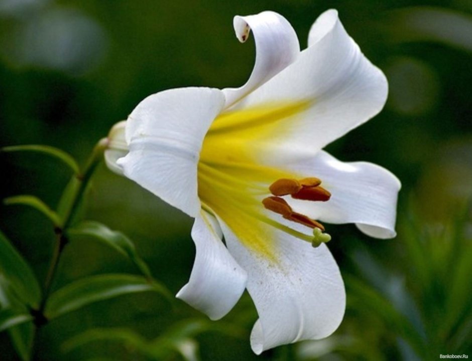 Белая Лилия цветок Богородицы