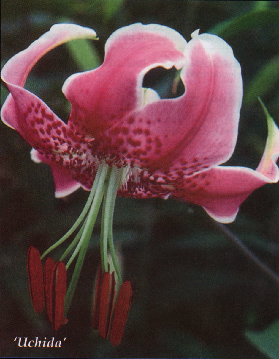 Лилия видовая прекрасная рубрум