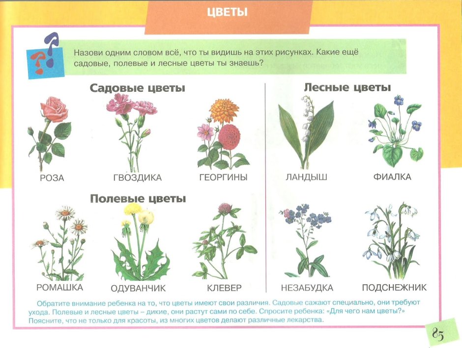 Цветы полевые и садовые задания для дошкольников