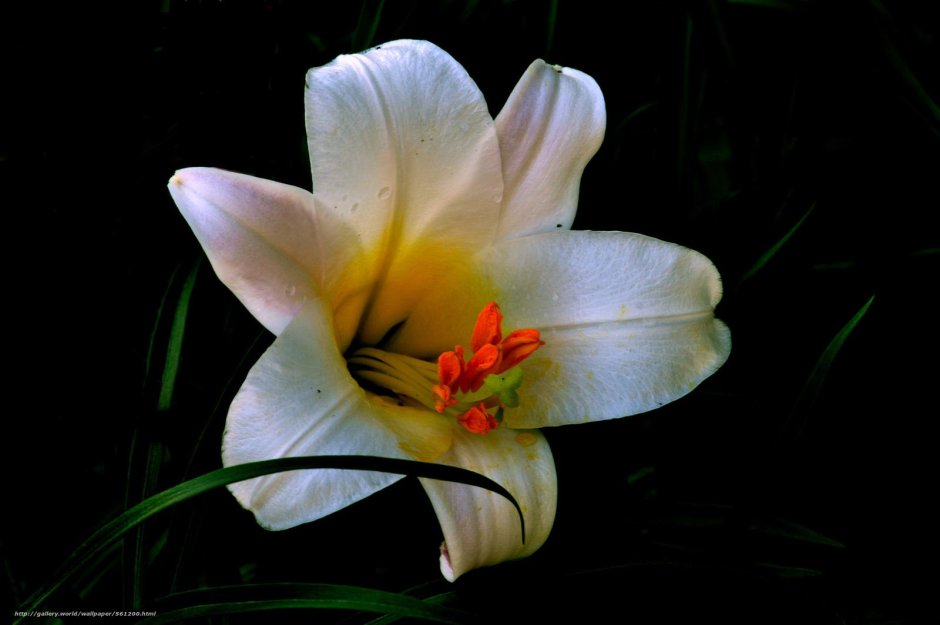 Лилия цветок на черном фоне