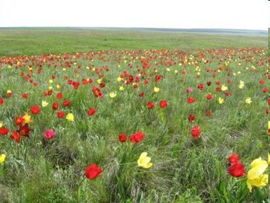 Саратовская область Воронцы