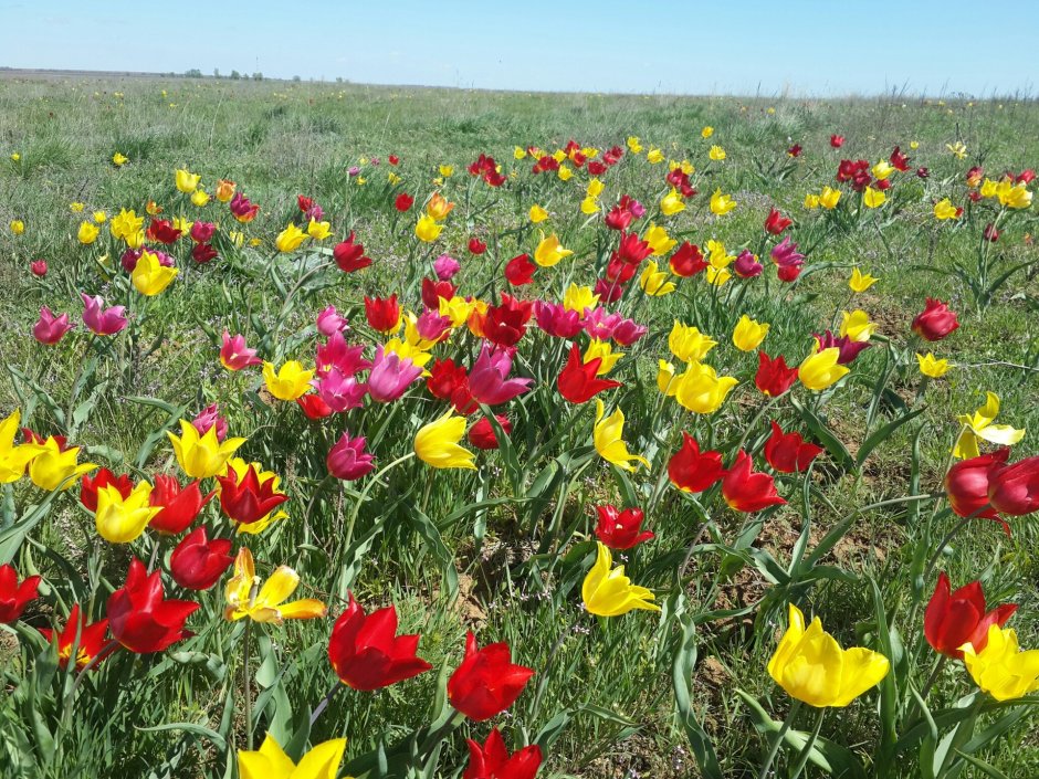 Лазорики цветы в Ростовской области