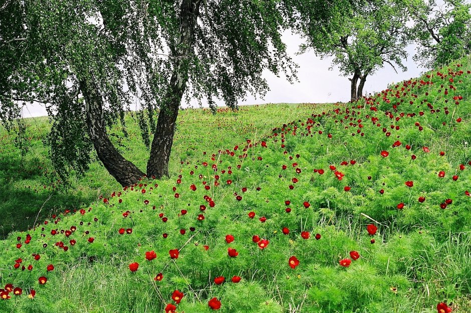 Краснокнижный красный цветок в Карачаево Черкесии