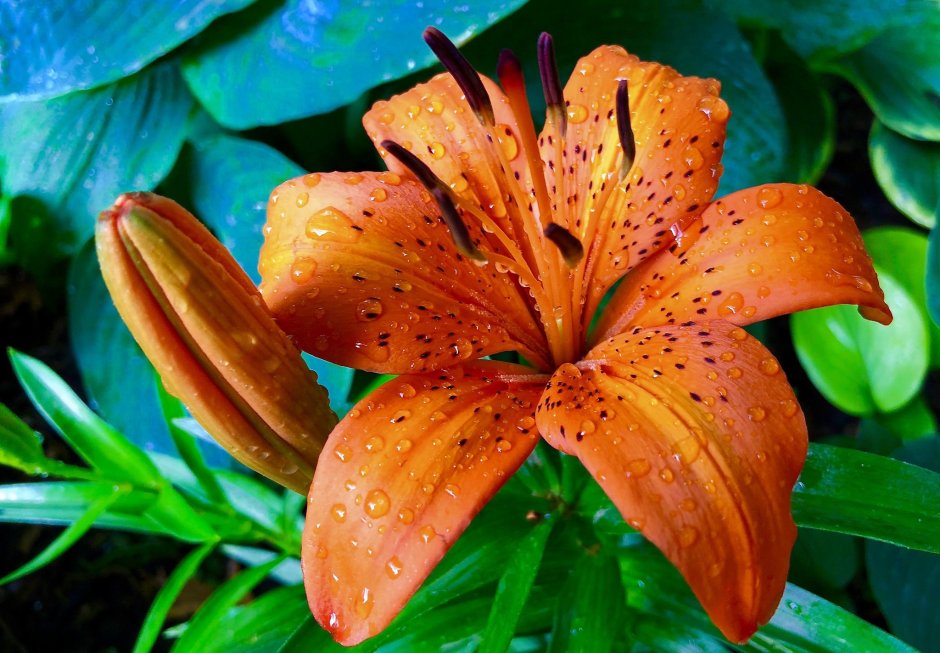 Лилия тигровая оранжевая