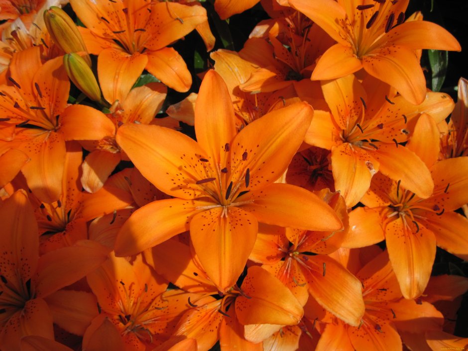 Оранжевая Лилия пинакл