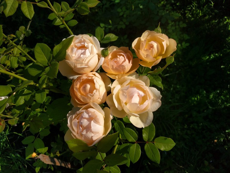 Мускусная роза гирлянд де Амур