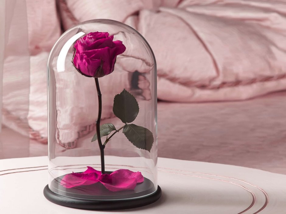 Роза в стеклянной колбе