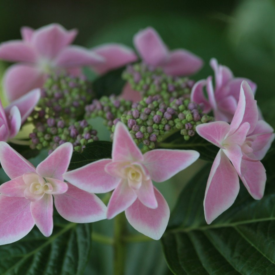 Hydrangea macrophylla Stargaze