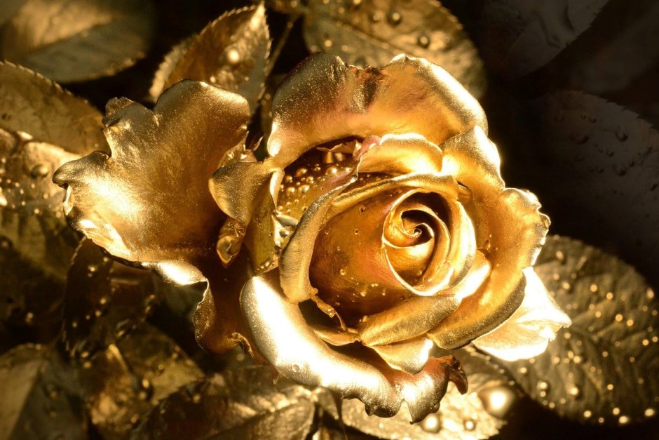 Золотая роза Днепр