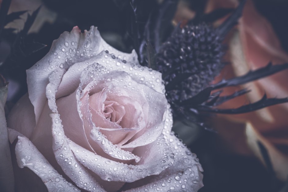 Красивая белая роза с капельками росы