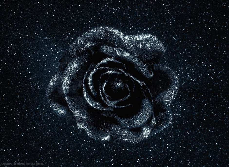Черно серебристая роза