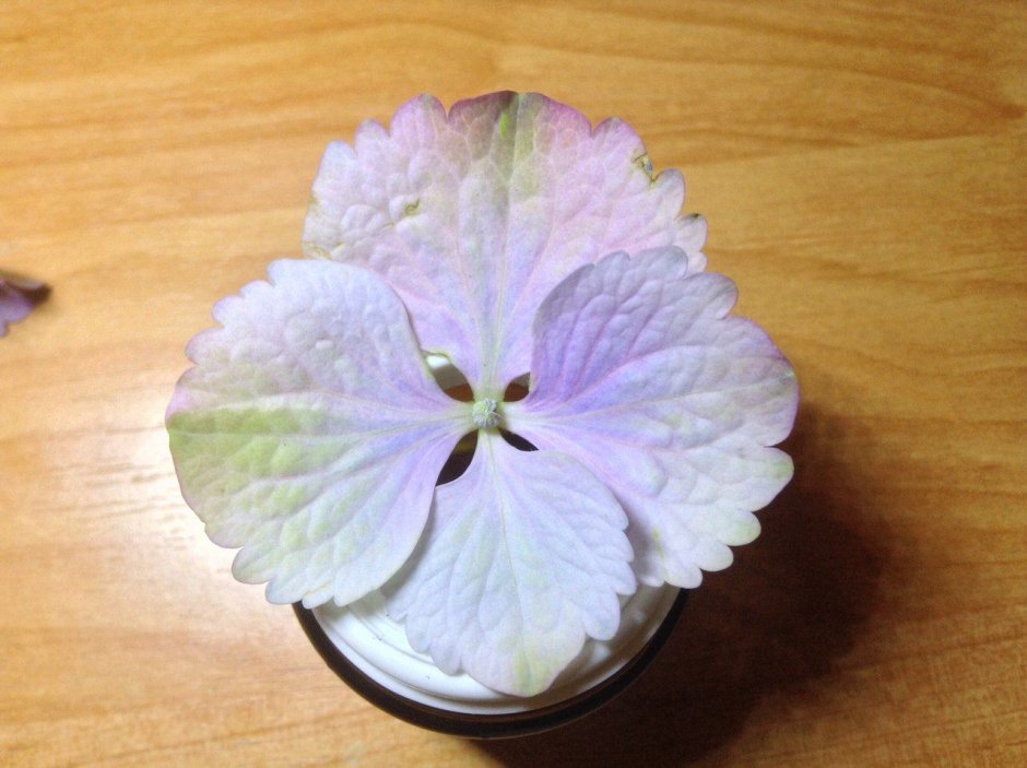 Цветок гортензия из холодного фарфора