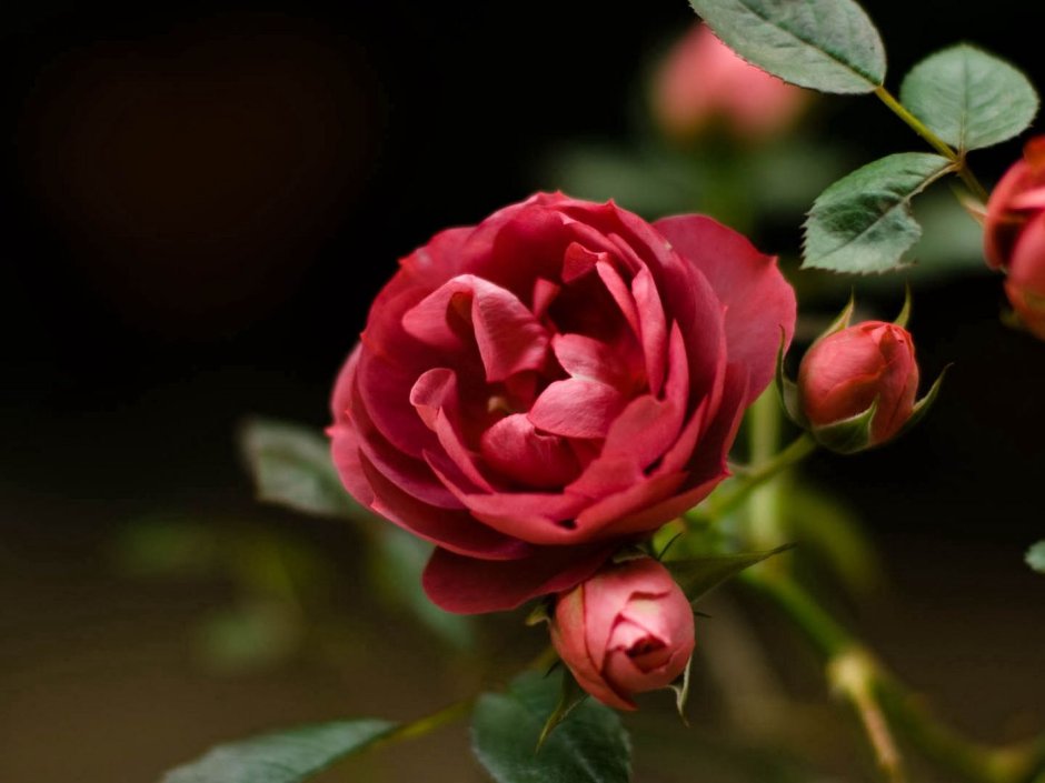 Роза крупноцветковая Chandos Beauty