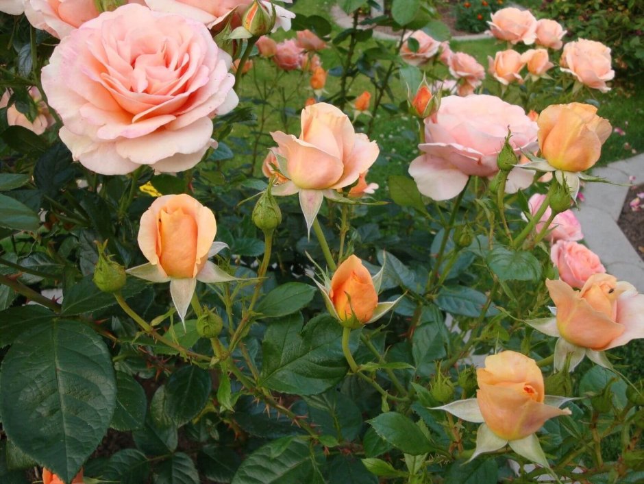 Rosa floribunda planten un Blomen роза