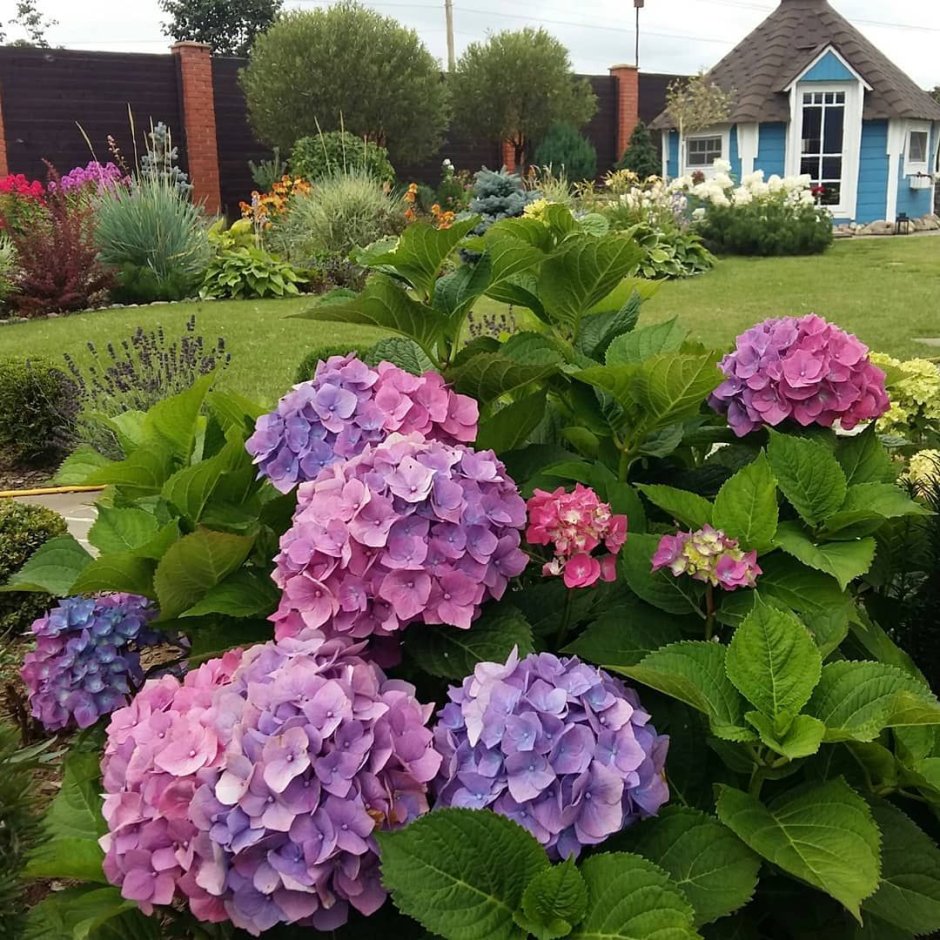 Гортензия Hydrangea