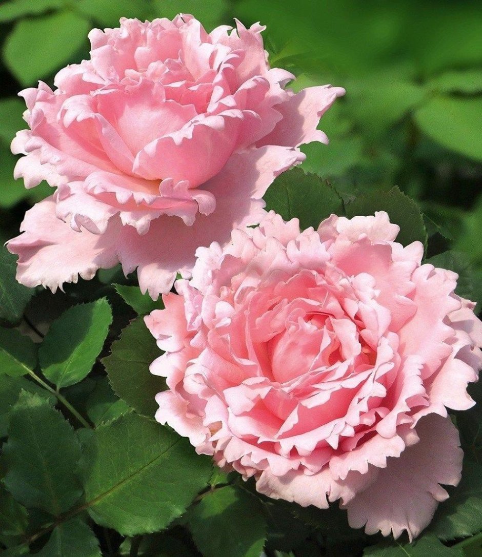 Sophie Rochas роза