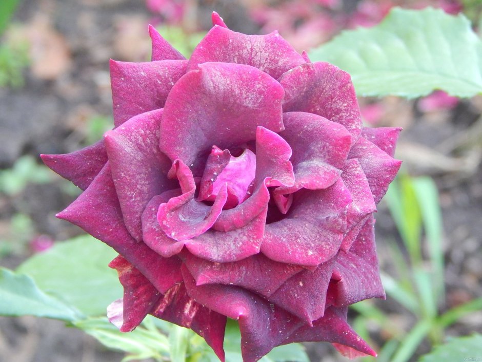 Роза Nigrette