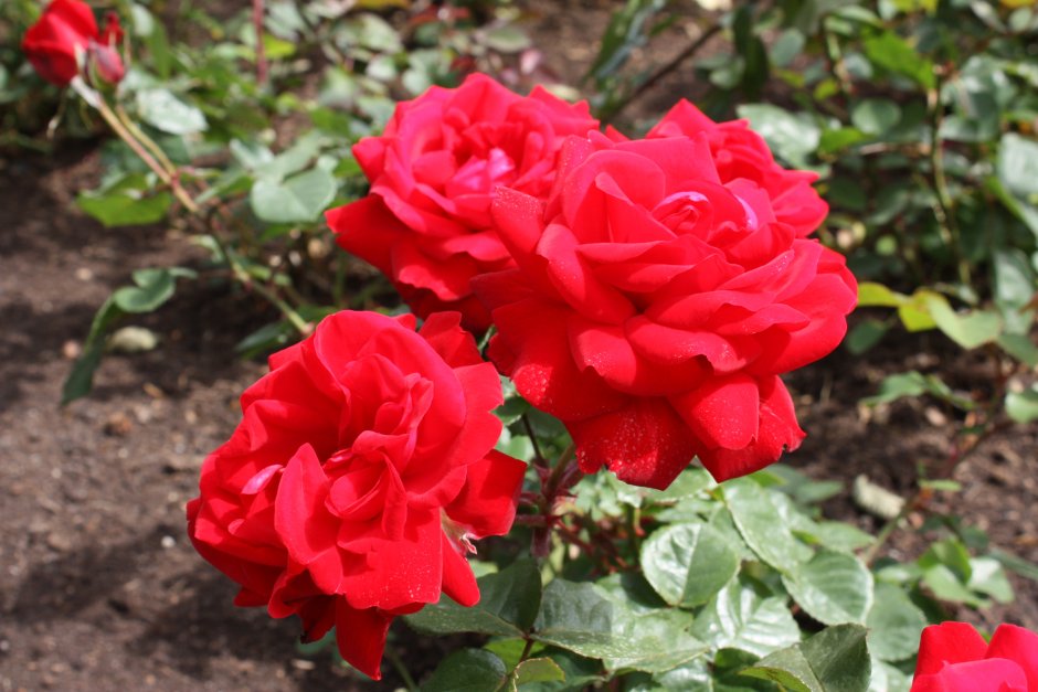 Роза фламенко флорибунда