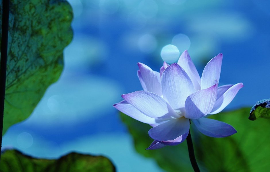 Лотос цветок синий