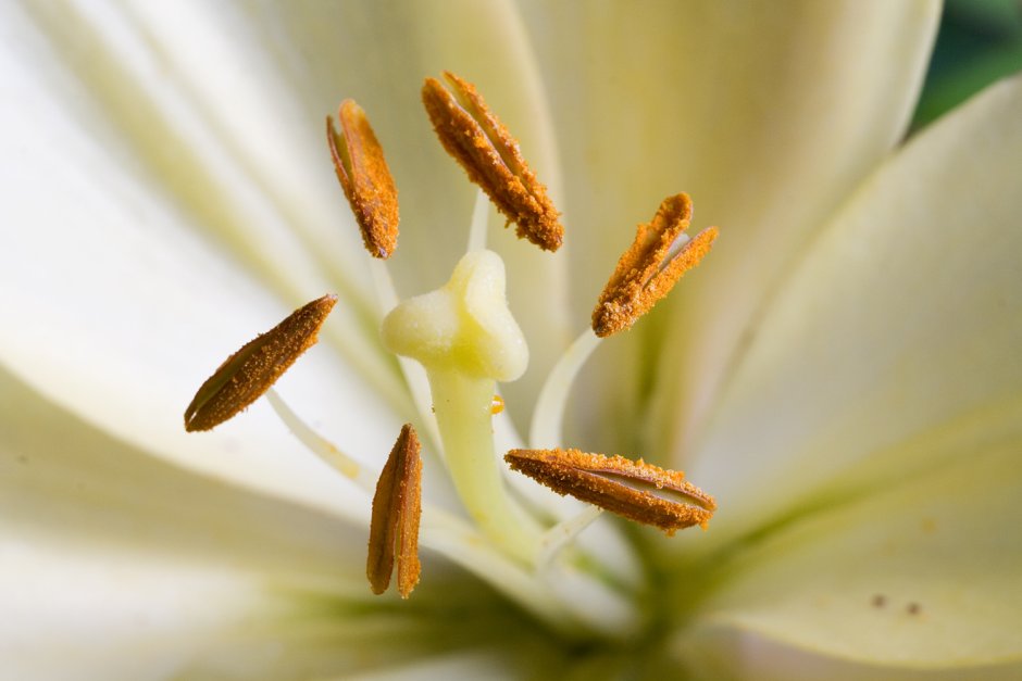 Тычинки белой лилии