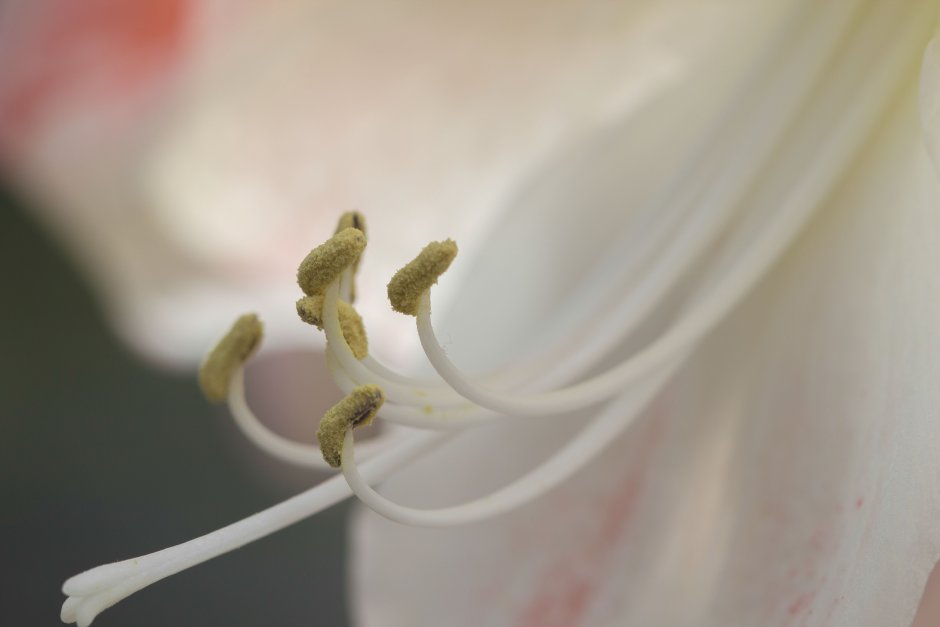 Белая Лилия с коричневыми тычинками