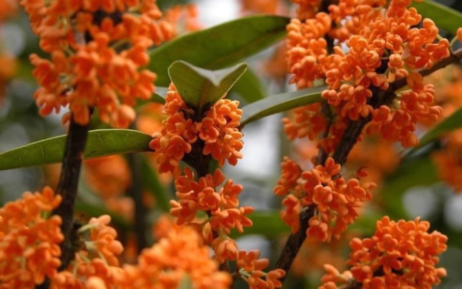 Osmanthus fragrans Orange