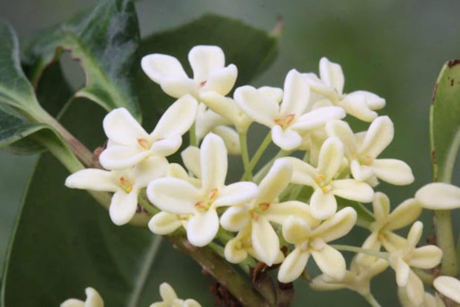 Osmanthus fragrans