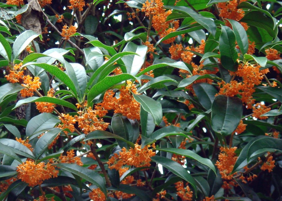 Оранжевый османтус цветок