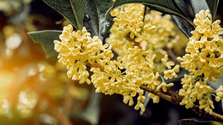 Османтус fragrans