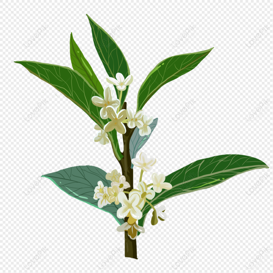 Osmanthus heterophyllus