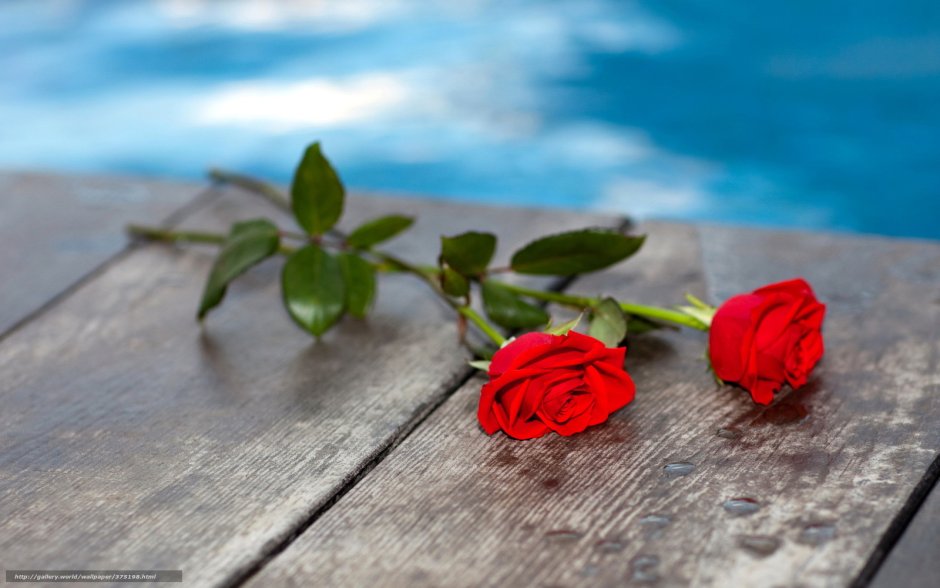 Розы лежат на столе