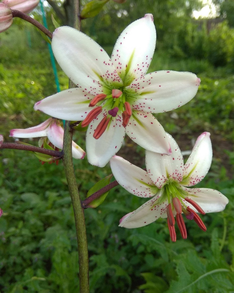 Цветок Лилия мартагон