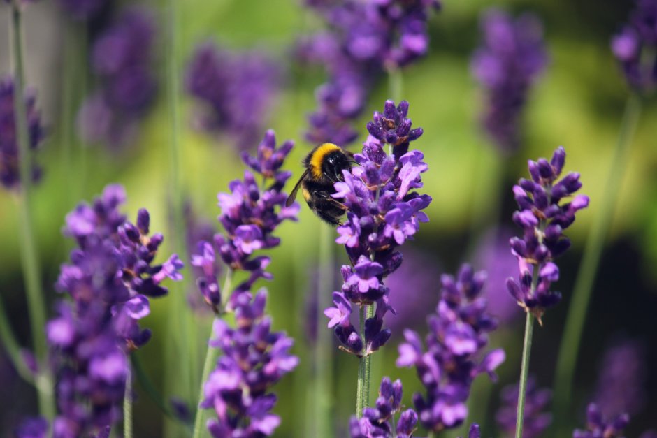 Лавандовый Крокус – Lavender Crocus