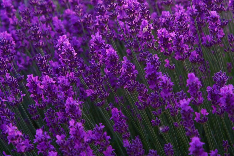 Лаванда Lavandula Folgate