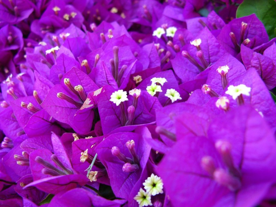 Длинные фиолетовые цветы