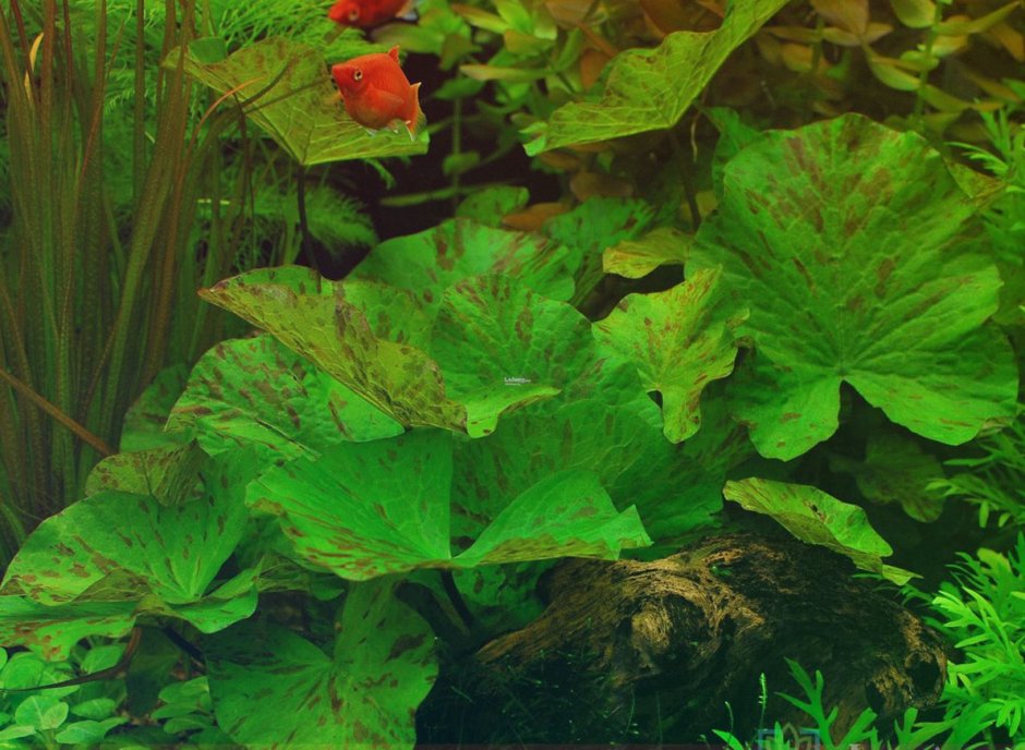 Нимфея тигровая аквариумное растение