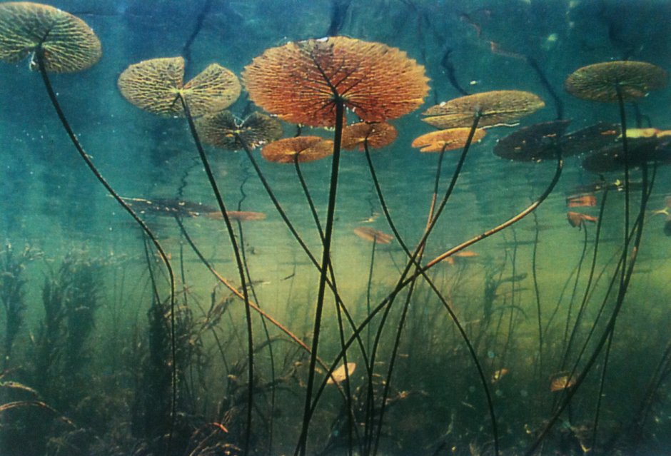 Растения под водой