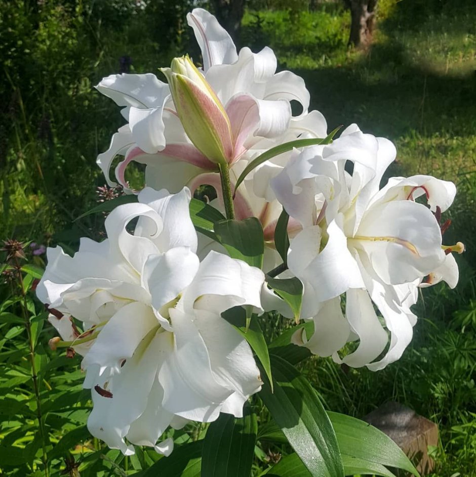Лилия крупноцветковая