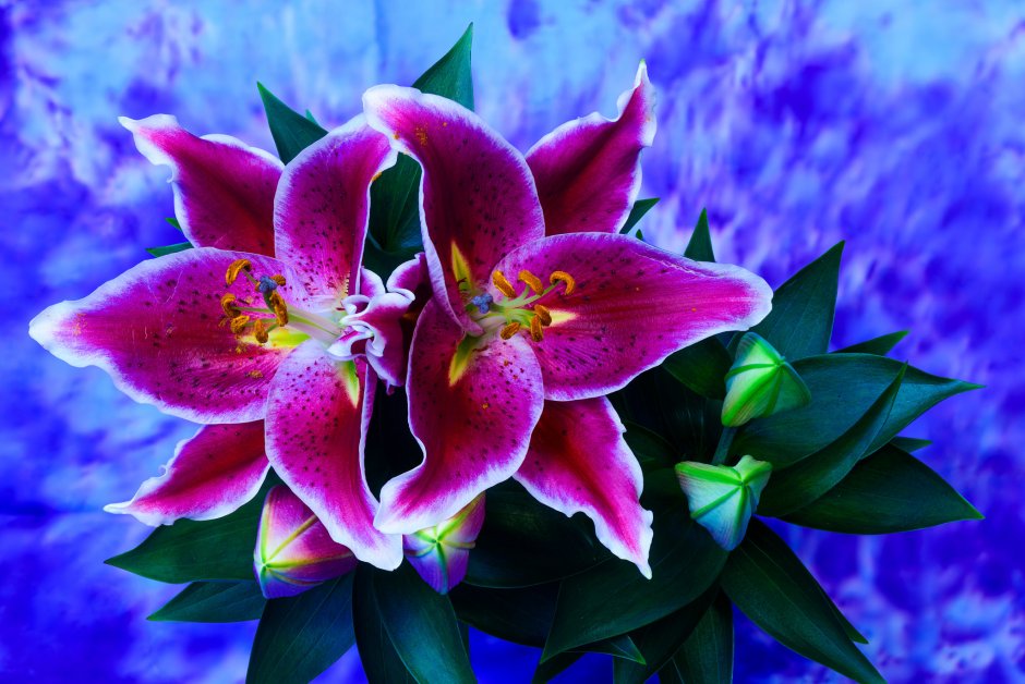 Цветок Лилия риф флизия