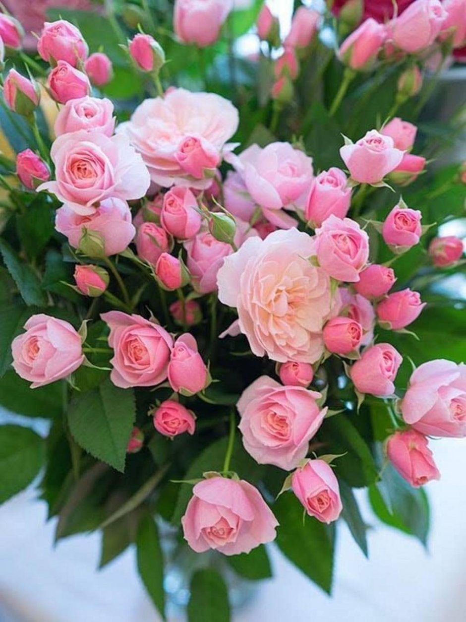 Розовые кустовые цветы
