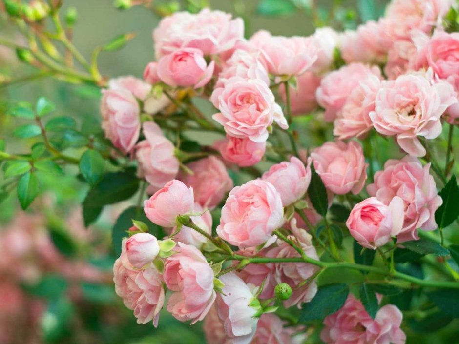 Роза мелкоцветковая кустовая роза