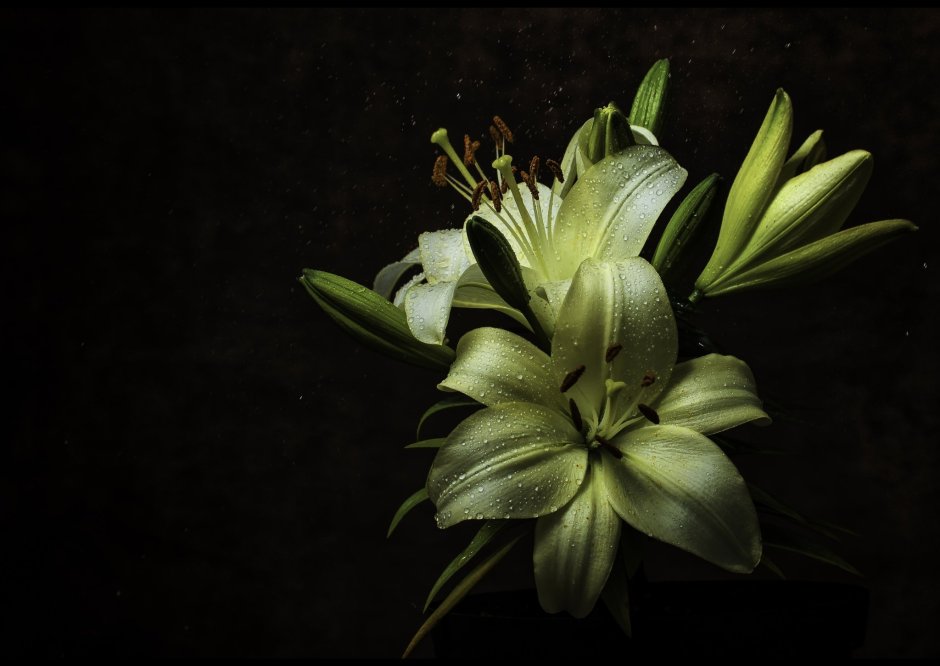 Лилия ланцетолистная (Lilium lancifolium)