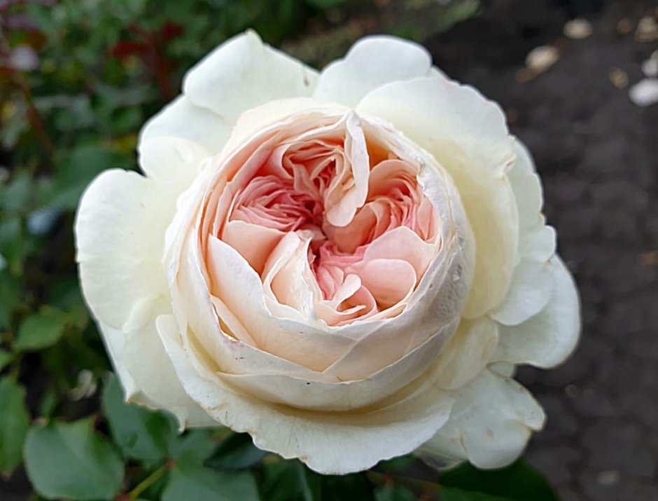 Роза пашмина Саммерхаус