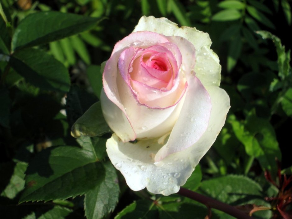 Пашмина pashmina роза