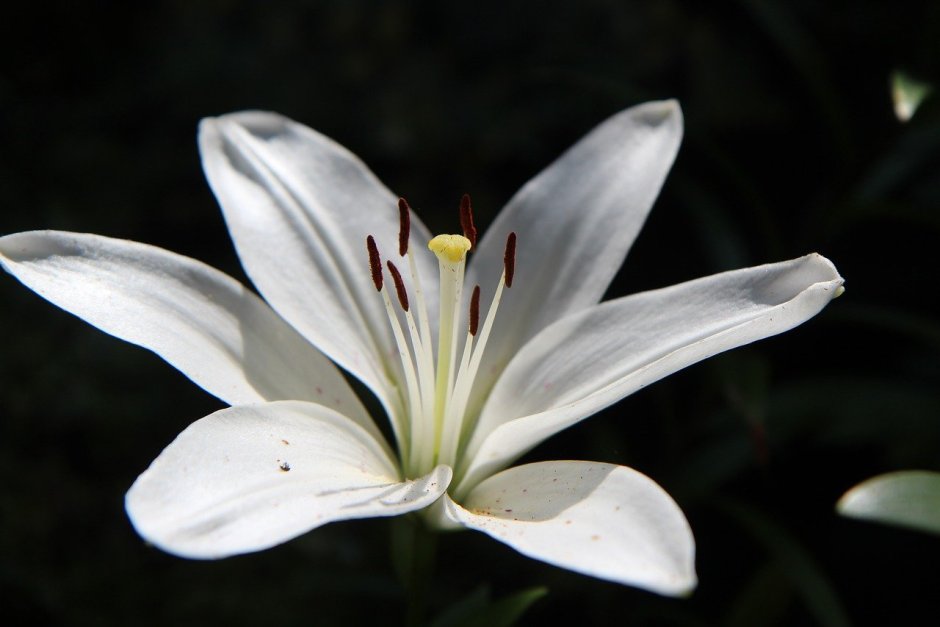 Lilium candidum l. Лилия белоснежная семена