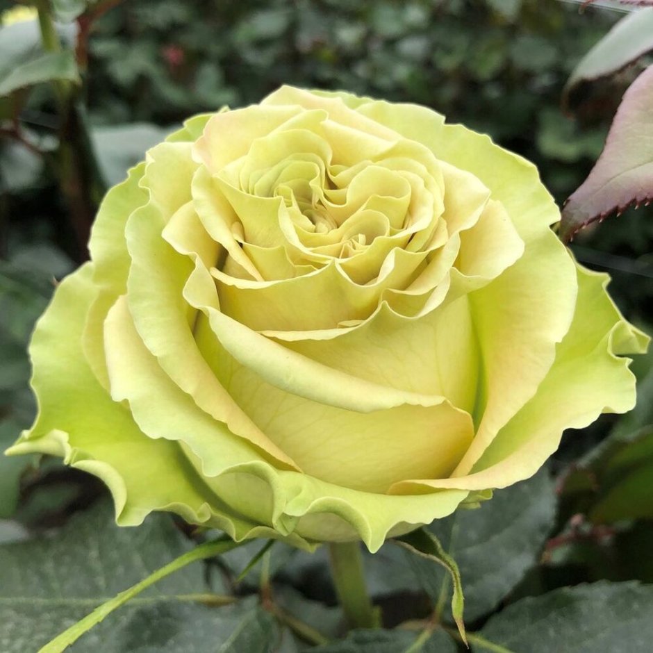 Васаби Wasabi роза