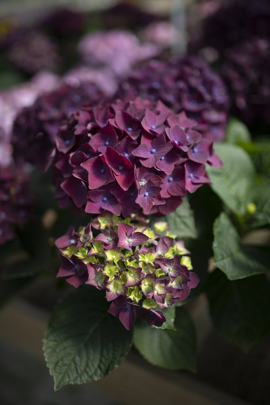 Гортензия Давида Hydrangea davidii